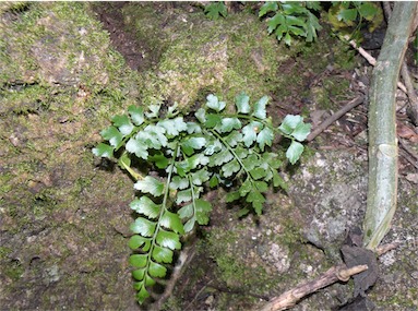 APII jpeg image of Asplenium listeri  © contact APII