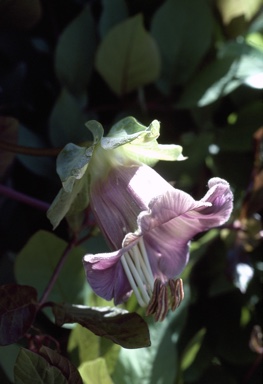 APII jpeg image of Cobaea scandens  © contact APII