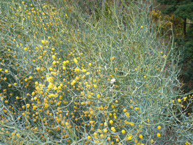 APII jpeg image of Acacia aphylla 'y'  © contact APII