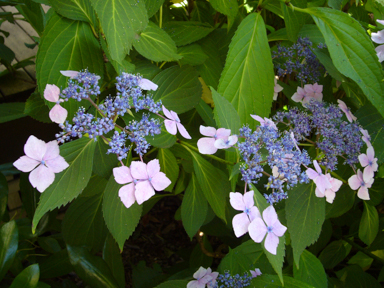 APII jpeg image of Hydrangea 'y'  © contact APII