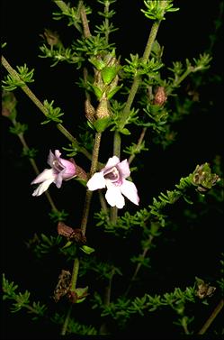 APII jpeg image of Prostanthera eurybiodes  © contact APII