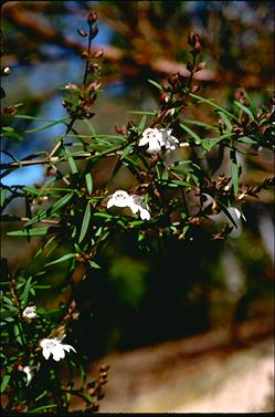 APII jpeg image of Prostanthera linearis  © contact APII