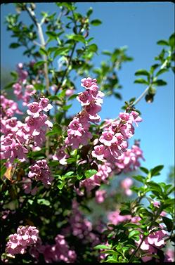 APII jpeg image of Prostanthera ovalifolia  © contact APII