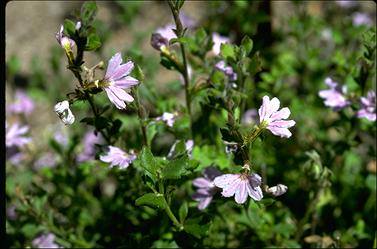 APII jpeg image of Scaevola albida  © contact APII