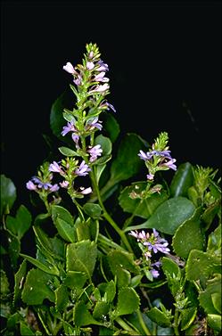 APII jpeg image of Scaevola crassifolia  © contact APII