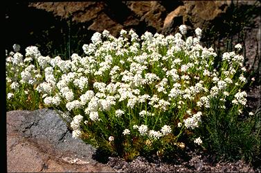 APII jpeg image of Stackhousia spathulata  © contact APII