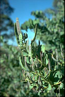 APII jpeg image of Acacia anceps  © contact APII