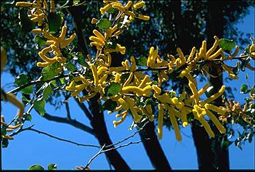 APII jpeg image of Acacia denticulosa  © contact APII