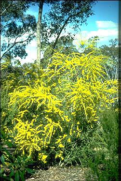 APII jpeg image of Acacia elongata  © contact APII