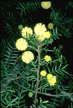 APII jpeg image of Acacia empelioclada  © contact APII