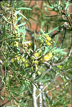 APII jpeg image of Acacia excelsa  © contact APII