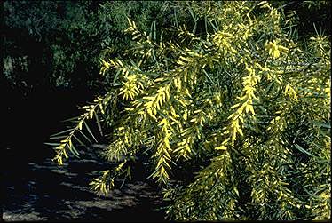 APII jpeg image of Acacia floribunda  © contact APII