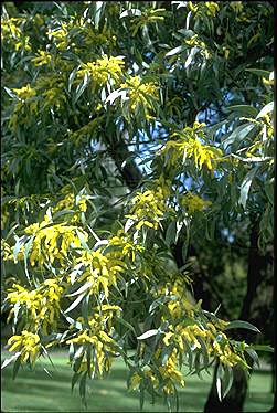 APII jpeg image of Acacia glaucescens  © contact APII