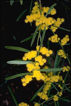 APII jpeg image of Acacia hakeoides  © contact APII