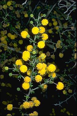 APII jpeg image of Acacia lasiocarpa var. sedifolia  © contact APII