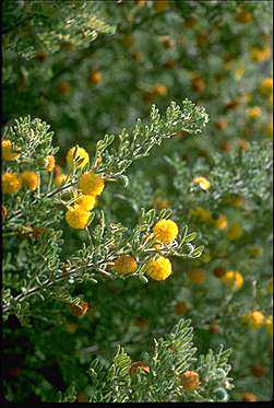 APII jpeg image of Acacia plicata  © contact APII