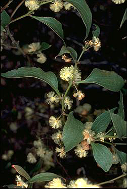 APII jpeg image of Acacia urophylla  © contact APII