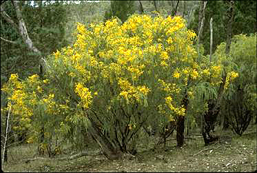 APII jpeg image of Acacia vestita  © contact APII