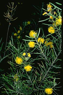 APII jpeg image of Acacia lauta  © contact APII