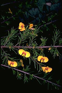 APII jpeg image of Dillwynia tenuifolia  © contact APII