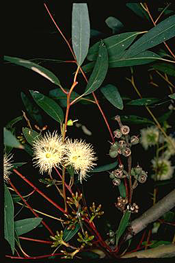 APII jpeg image of Eucalyptus pumila  © contact APII