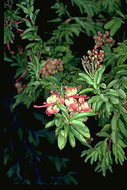 APII jpeg image of Grevillea iaspicula  © contact APII