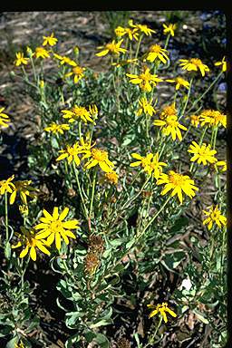 APII jpeg image of Senecio megaglossus  © contact APII