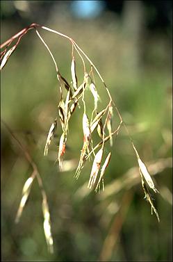 APII jpeg image of Rytidosperma pallidum  © contact APII