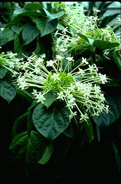 APII jpeg image of Clerodendrum longiflorum var. glabrum  © contact APII