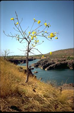 APII jpeg image of Cochlospermum fraseri  © contact APII