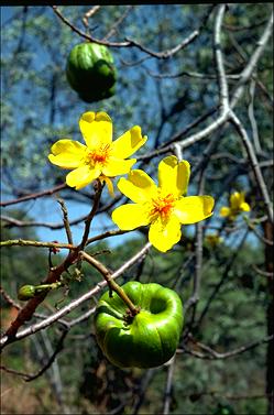 APII jpeg image of Cochlospermum gillivraei  © contact APII