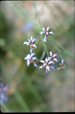 APII jpeg image of Conospermum caeruleum  © contact APII