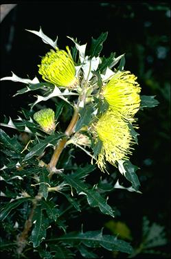 APII jpeg image of Banksia squarrosa subsp. squarrosa  © contact APII