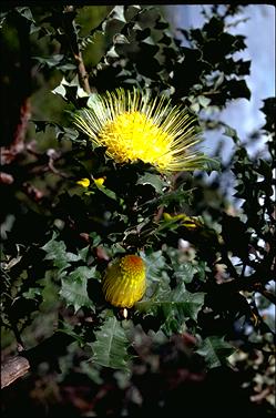 APII jpeg image of Banksia undata  © contact APII