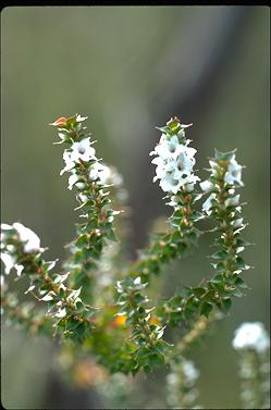 APII jpeg image of Epacris microphilla  © contact APII