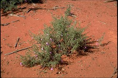 APII jpeg image of Eremophila gilesii  © contact APII