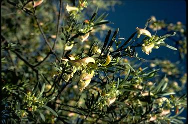 APII jpeg image of Eremophila oppositifolia var. rubra  © contact APII