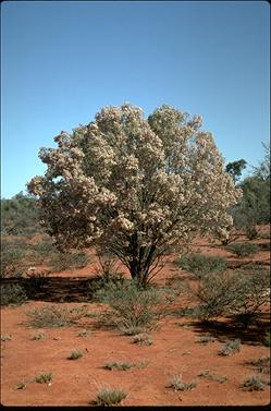 APII jpeg image of Eremophila sturtii  © contact APII