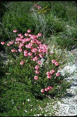 APII jpeg image of Pimelea rosea  © contact APII