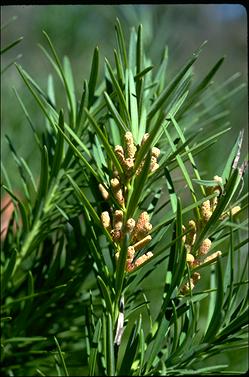 APII jpeg image of Podocarpus drouynianus  © contact APII