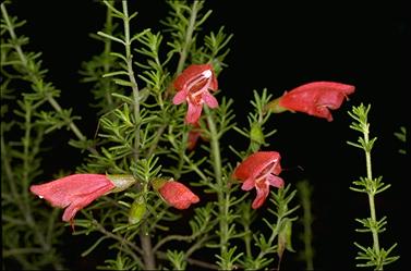 APII jpeg image of Prostanthera aspalathoides  © contact APII