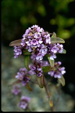 APII jpeg image of Prostanthera caerulea  © contact APII