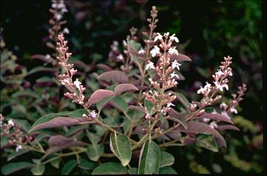 APII jpeg image of Vitex triflora 'Purpurea'  © contact APII