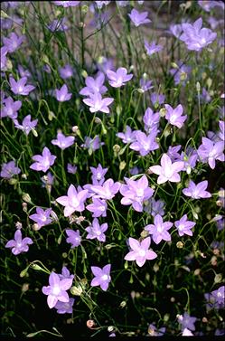 APII jpeg image of Wahlenbergia communis  © contact APII