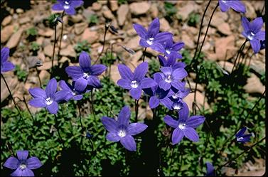 APII jpeg image of Wahlenbergia gloriosa  © contact APII