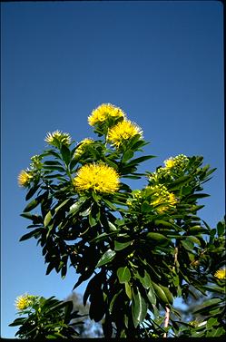 APII jpeg image of Xanthostemon chrysanthus  © contact APII