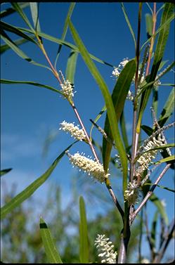 APII jpeg image of Xylomelum angustifolium  © contact APII