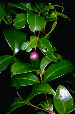 APII jpeg image of Syzygium oleosum  © contact APII