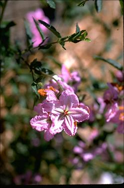 APII jpeg image of Thomasia grandiflora  © contact APII