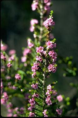 APII jpeg image of Thryptomene baeckeacea  © contact APII